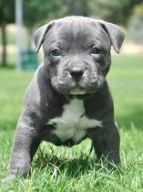 urpuppy-img