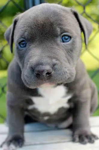 urpuppy-img